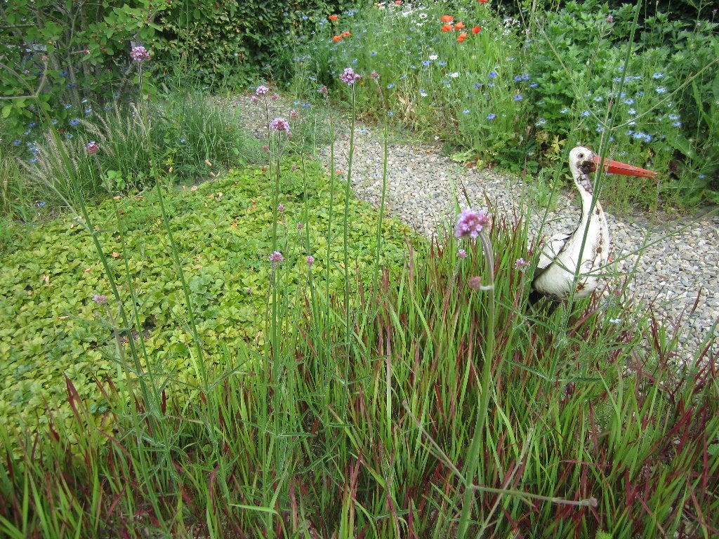 vast plant verbena bonariensis te koop, Volle zon, Vaste plant, Zomer, Ophalen
