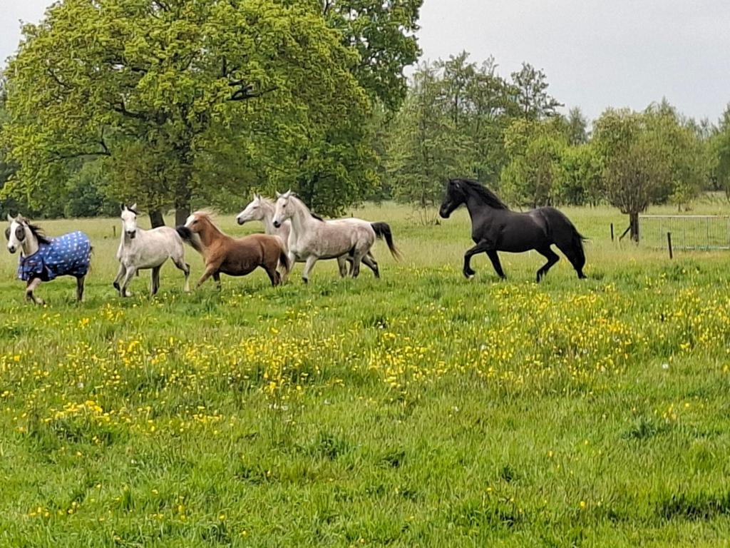 Gezocht: Weiland,weide, land te huur voor onze paardjes!, Ophalen of Verzenden