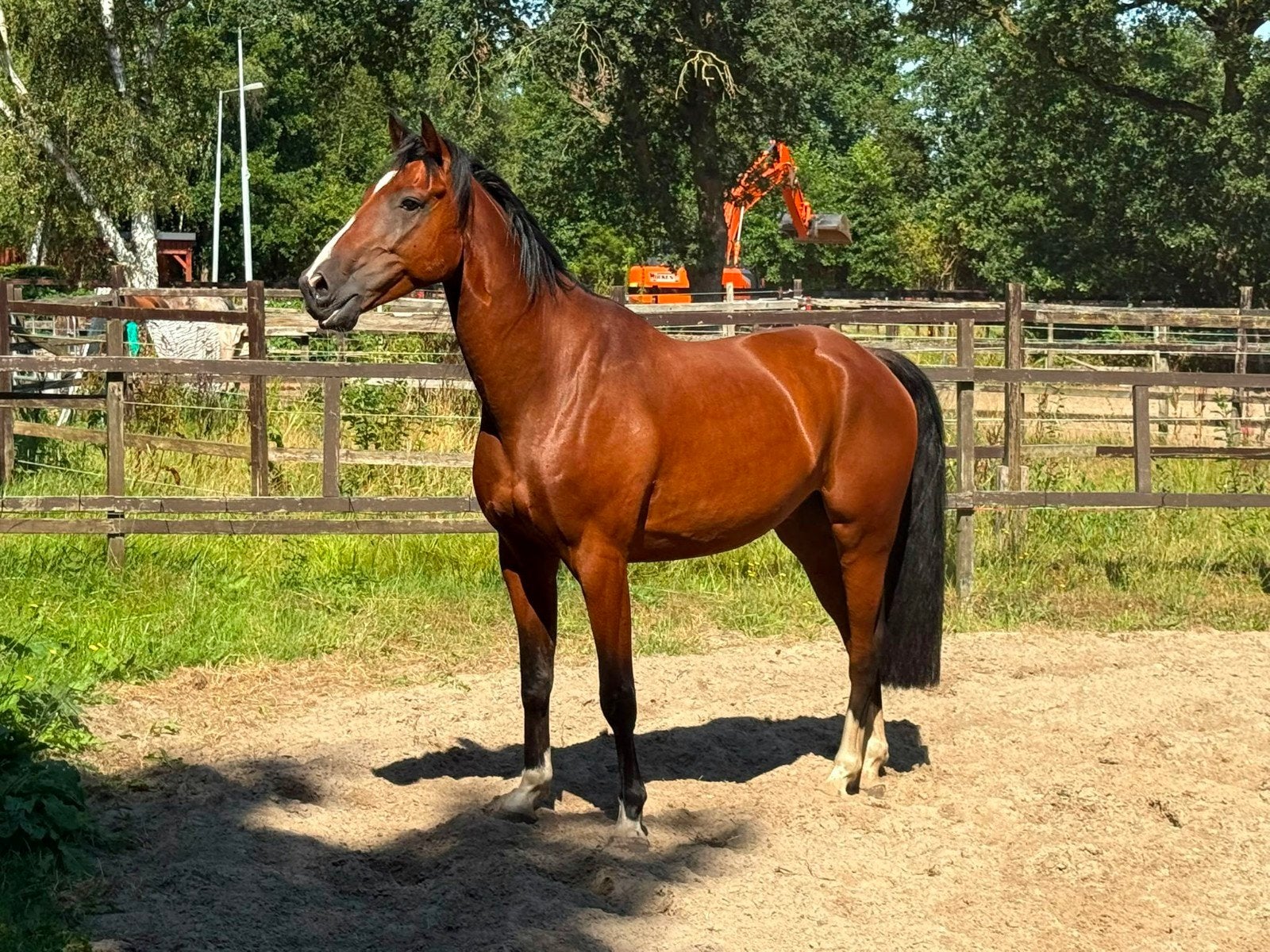 Lieve ruin met gouden karakter, Dieren en Toebehoren, Paarden, Gechipt, Ruin, 7 tot 10 jaar, 160 tot 165 cm