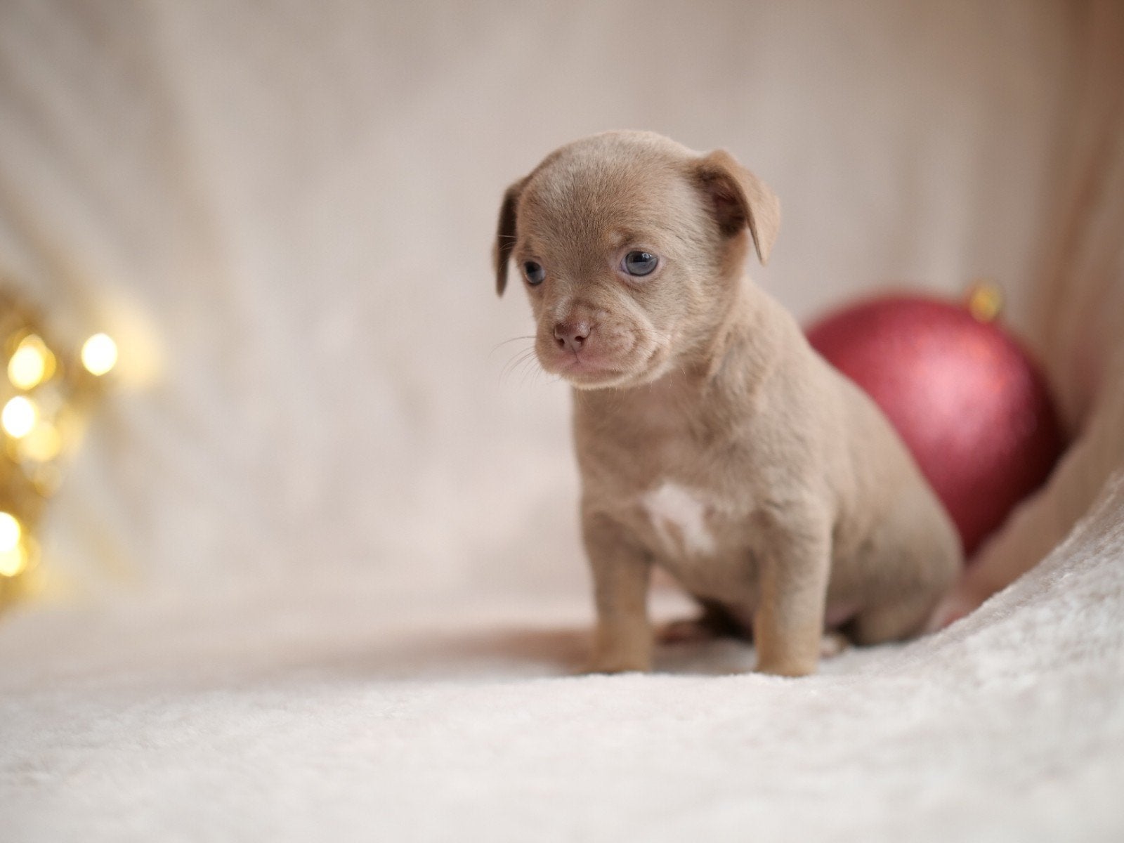 🩷 prachtig Lilac chihuahua teefje pup puppy 7 weken 🩷, 8 tot 15 weken, Teef, Meerdere, Chihuahua