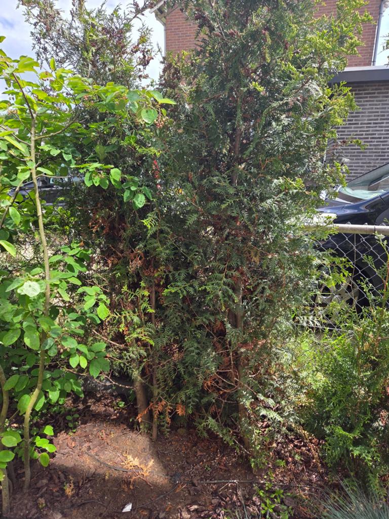 Coniferen gratis / zelf uitgraven 13 stuks 225cm hoog, Tuin en Terras, Planten | Struiken en Hagen, Ophalen, Conifeer, Haag, 100 tot 250 cm