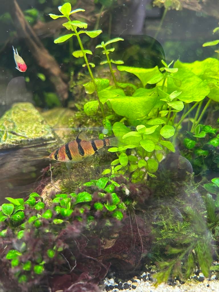 5 x pentezona vrouw, Dieren en Toebehoren, Vissen | Aquariumvissen, Vis, Zoetwatervis, Schoolvis