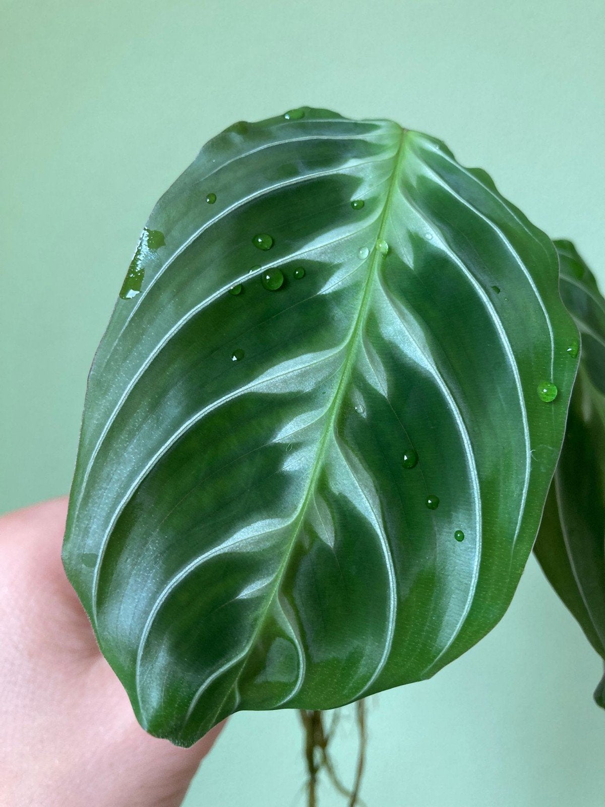 Maranta 'Cat Mustache' - Zeldzame Gebedsplant Stek, Huis en Inrichting, Kamerplanten, Ophalen of Verzenden, Halfschaduw, Minder dan 100 cm