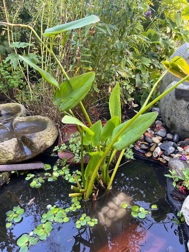 vijverplant snoekkruid pol voor (mini)vijver, Ophalen, Vaste plant, Overige soorten, Halfschaduw