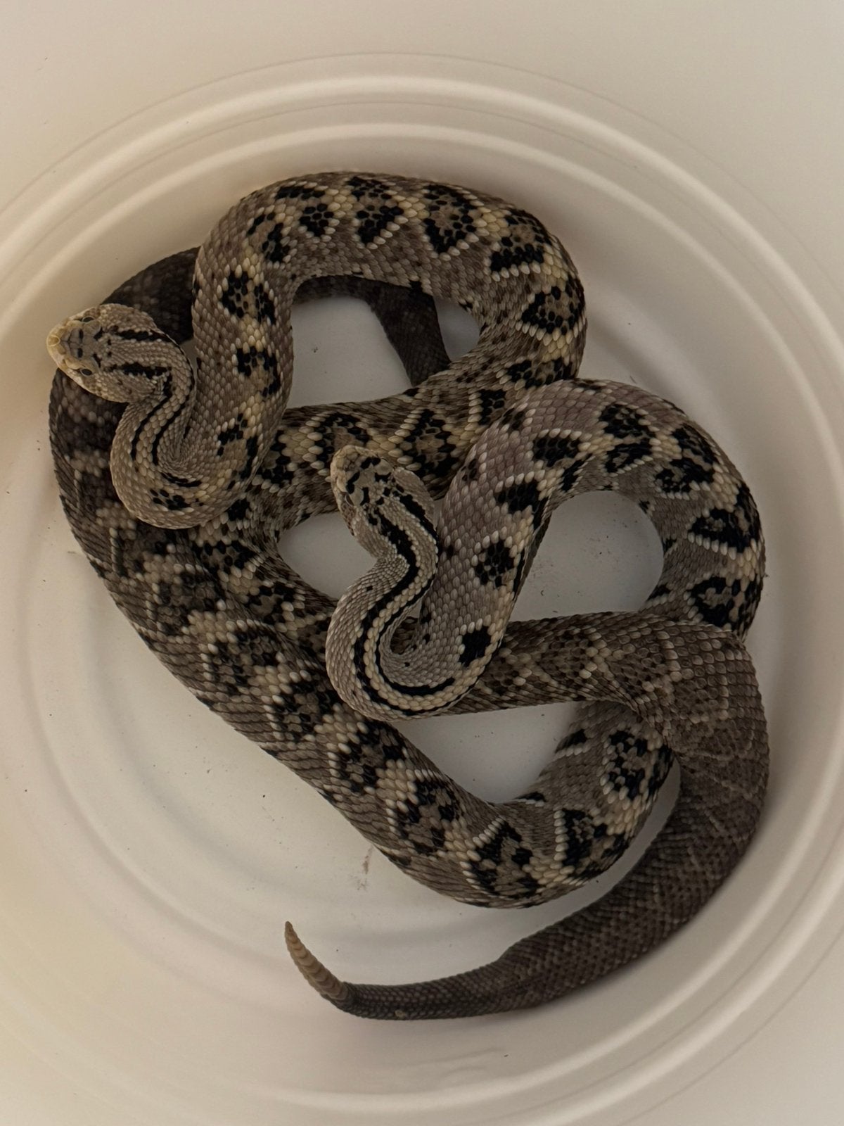 1.1 CB20 Crotalus culminatus 66% pos het Hypo, Dieren en Toebehoren, Slang, 3 tot 6 jaar