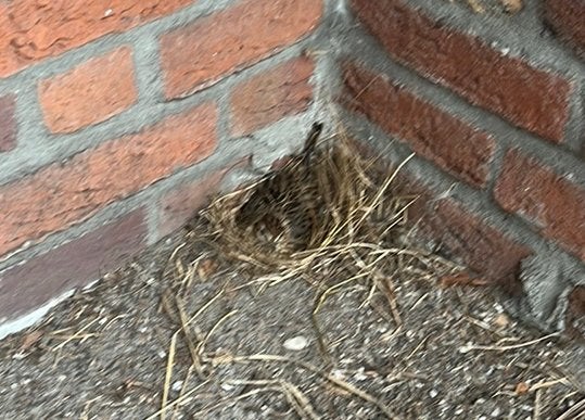 Veldleeuwerik, Vrouwelijk, Wildzangvogel, Geringd