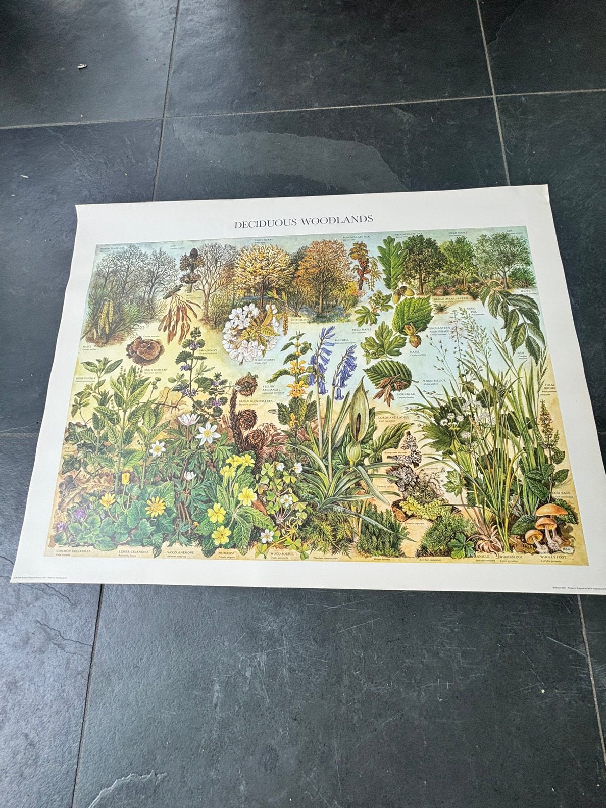 Natuur historisch poster, deciduous woodland, vintage, Ophalen of Verzenden, Zo goed als nieuw