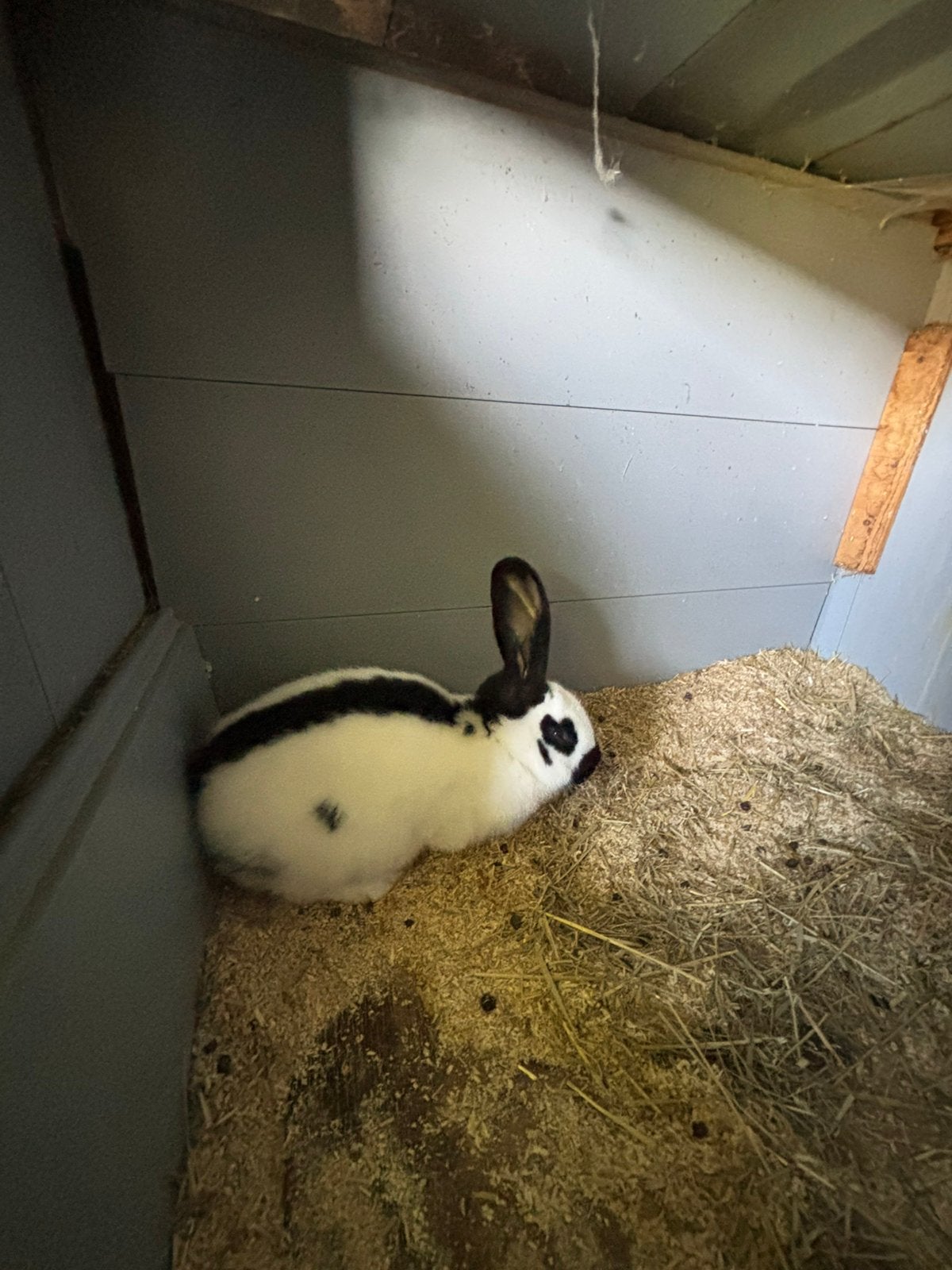 Lotharinger konijn voedster, Dieren en Toebehoren, Vrouwelijk, Groot, 0 tot 2 jaar