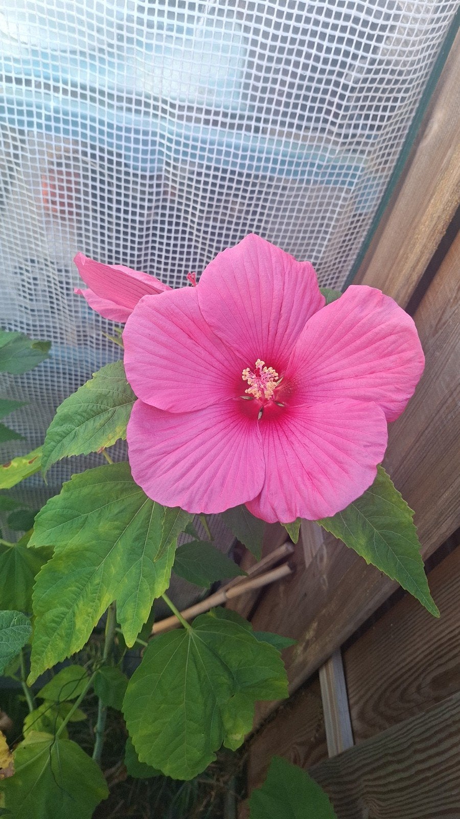 Hibiscus planten - prachtige roze bloemen, Tuin en Terras, Volle zon, Vaste plant, Zomer, Ophalen