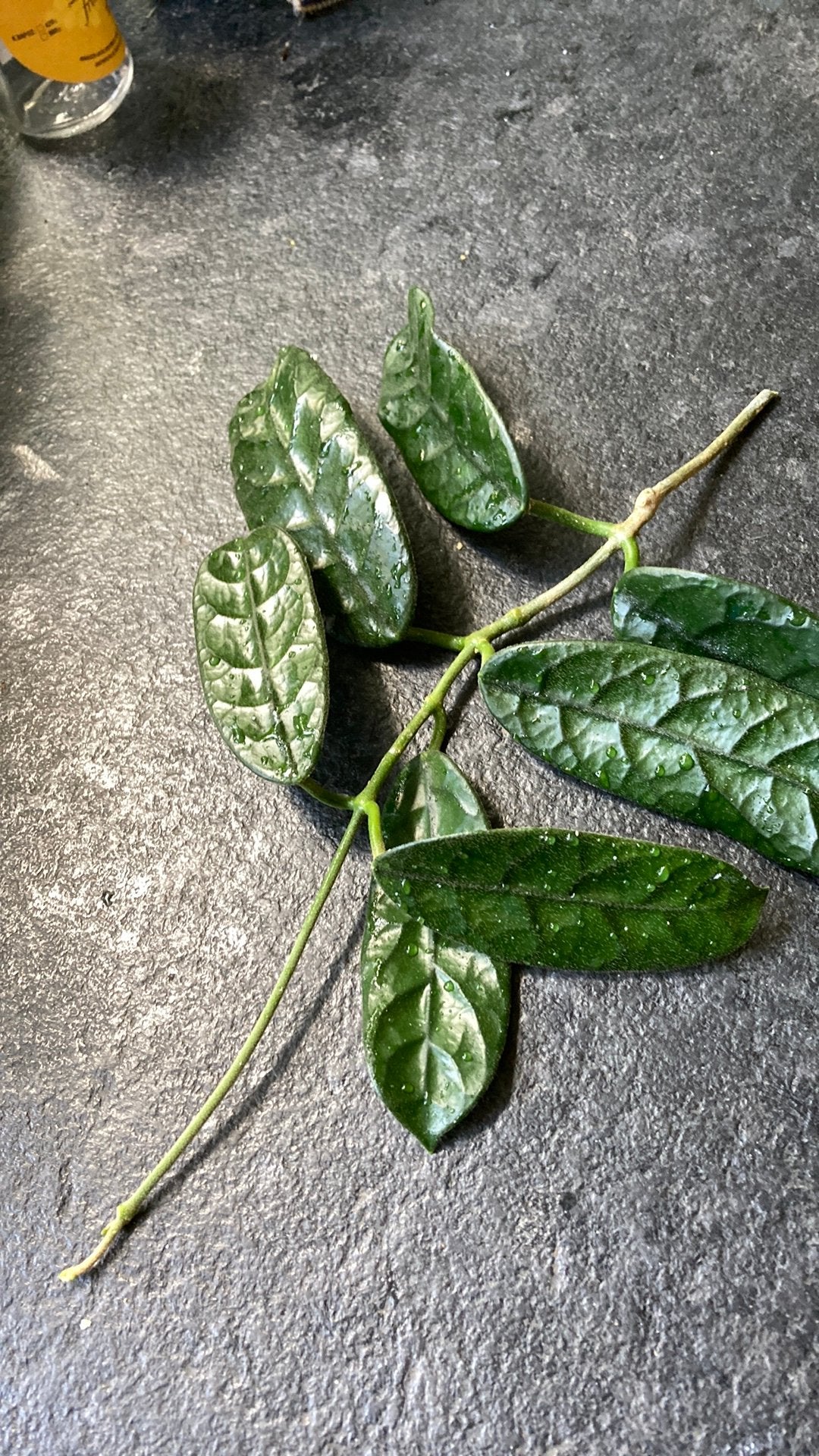 Hoya Vilosa Cao Dang, Ophalen of Verzenden, Halfschaduw, Minder dan 100 cm