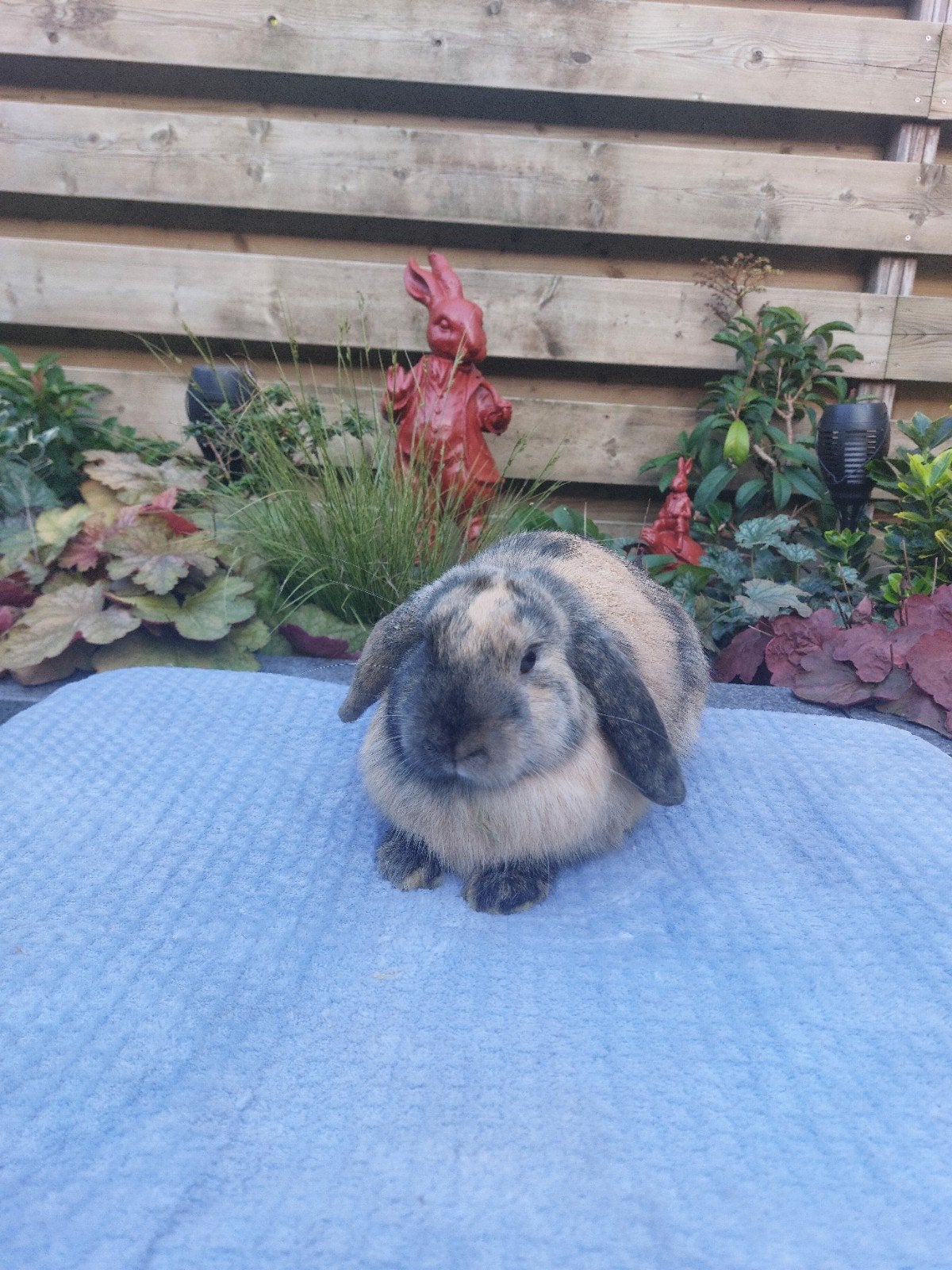 Te koop mooi jong nhd Japanner rammetje!, Mannelijk, Dwerg, Hangoor, 0 tot 2 jaar
