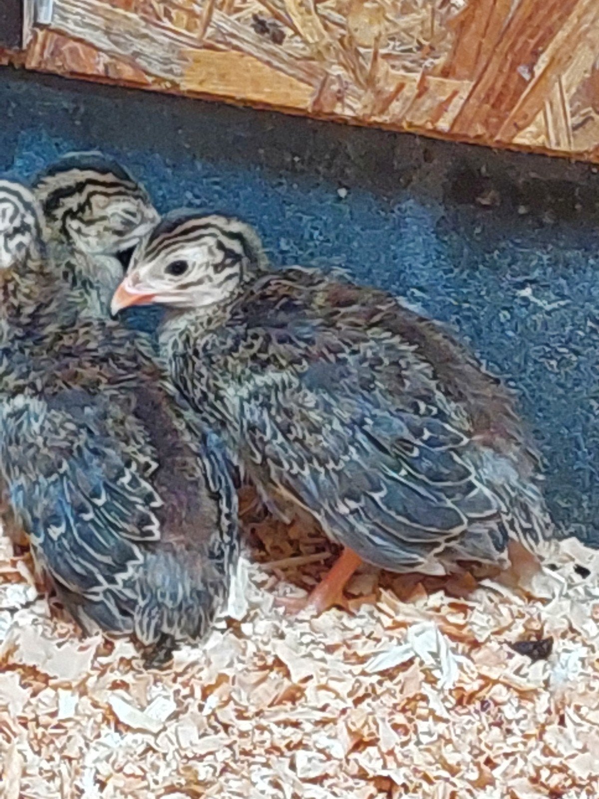 Parelhoenders wildkleur zeldzaam, Geslacht onbekend, Eend