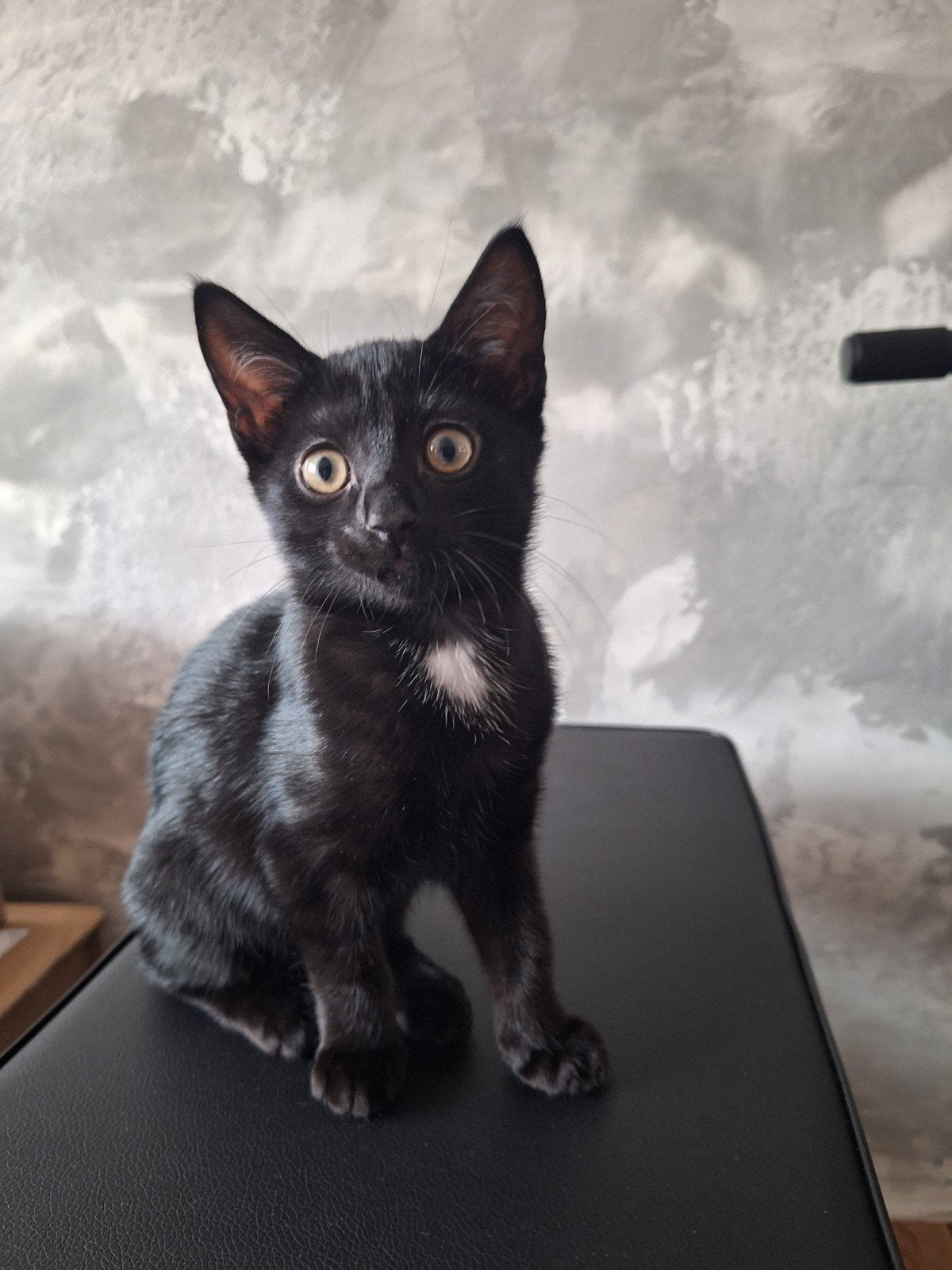 Kitten, Poes, Ontwormd, 0 tot 2 jaar