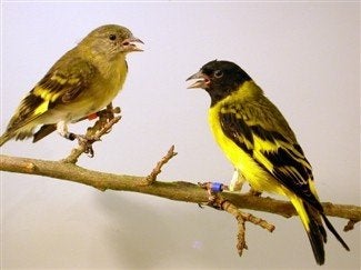 koppel zwartkop sijzen, Dieren en Toebehoren, Vogels | Overige Vogels, Meerdere dieren