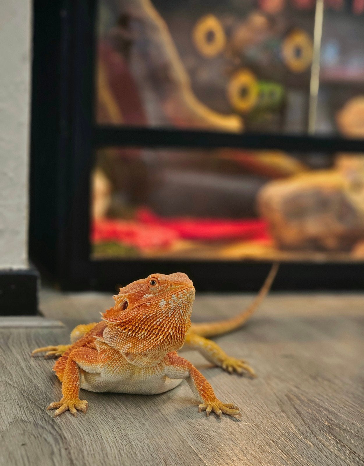 Baardagaam incl terrarium Bearded Dragon - female for sale from Jenny