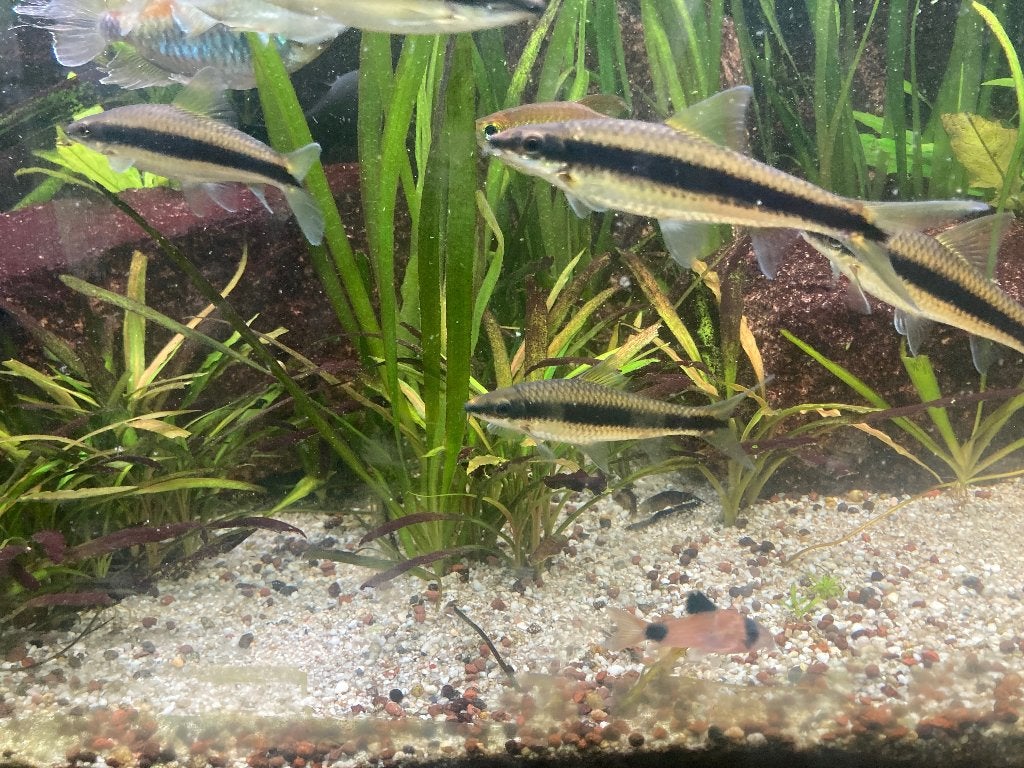 Siamese algeneter, Vis, Schoolvis
