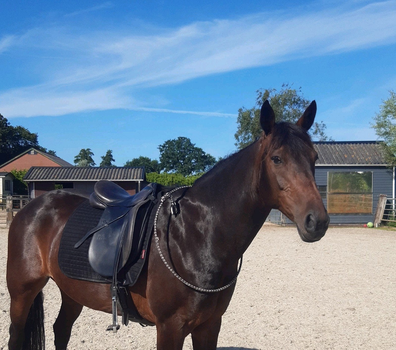 Grote knappe 9 jarige D pony, Dieren en Toebehoren, Pony's, Ruin, L, D pony (1.37m tot 1.48m), 7 tot 10 jaar, Gechipt, Ontwormd