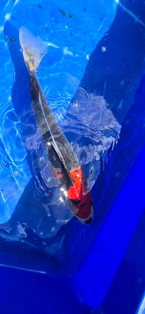 Goshiki koi, Dieren en Toebehoren, Vissen | Vijvervissen