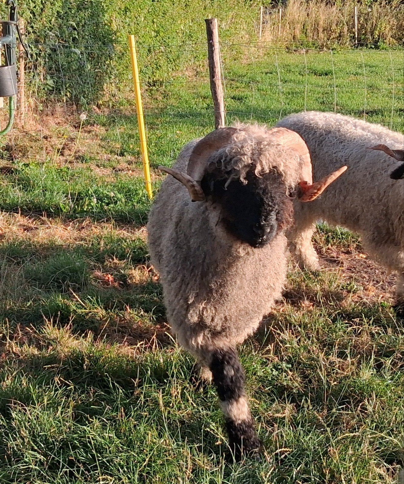 Wallischer Swarznase dekram, Mannelijk, Schaap, 0 tot 2 jaar