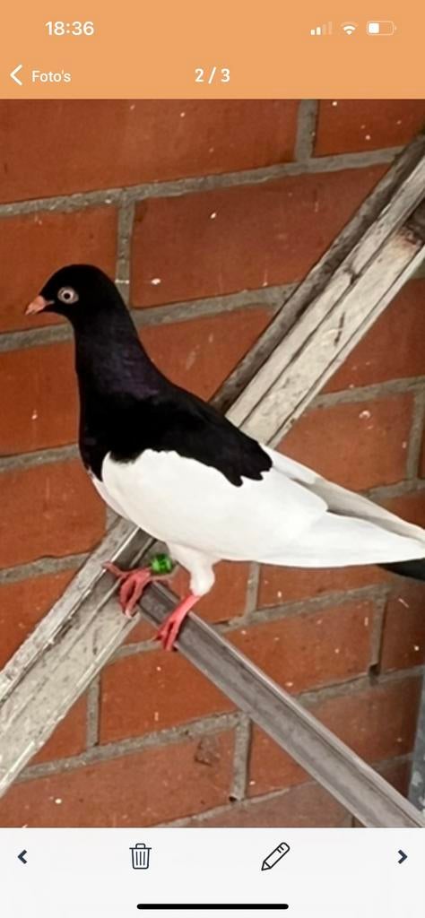 Eksterduiven zwart en rood 2026, Dieren en Toebehoren, Vogels | Duiven, Meerdere dieren