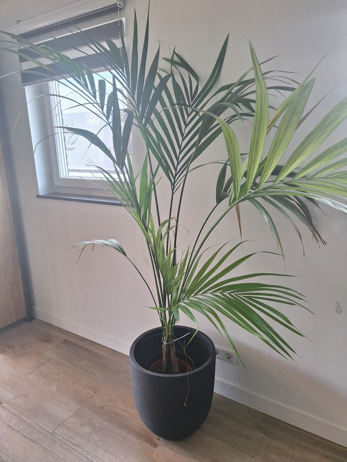 Grote Areca Palm in bloempot - Kamerplant, Ophalen, Palm, Halfschaduw, In pot