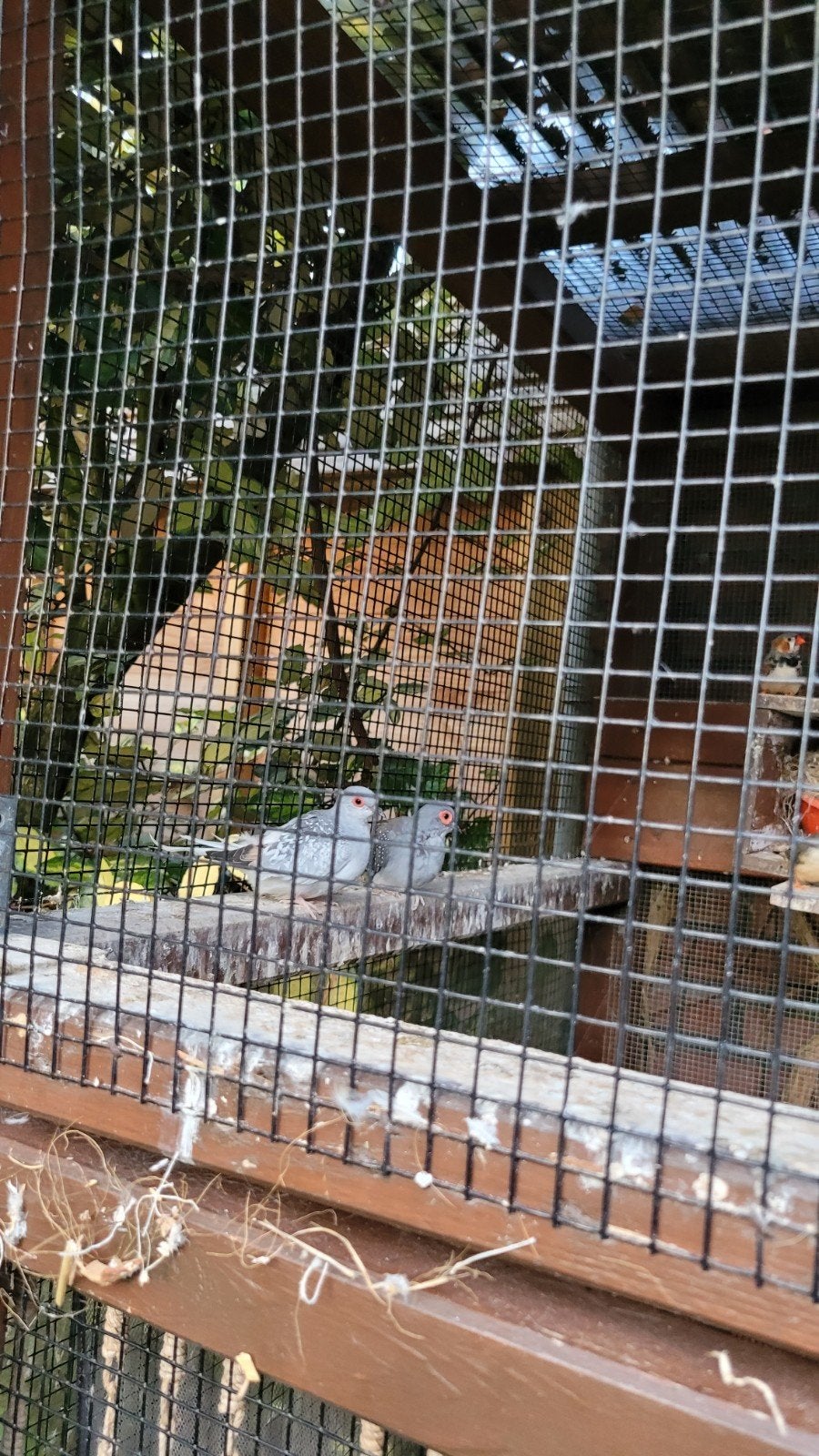 Diamantduifjes te koop, Dieren en Toebehoren, Vrouwelijk, Tropenvogel