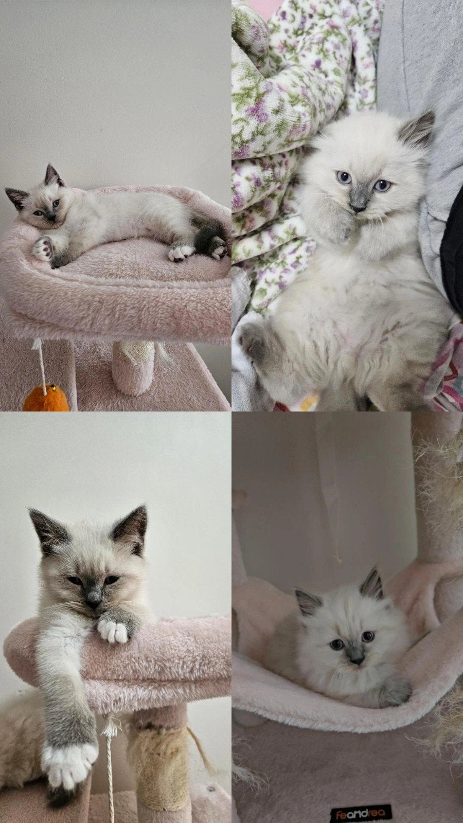 Kittens half britsehaar half ragdoll, Meerdere dieren, 0 tot 2 jaar