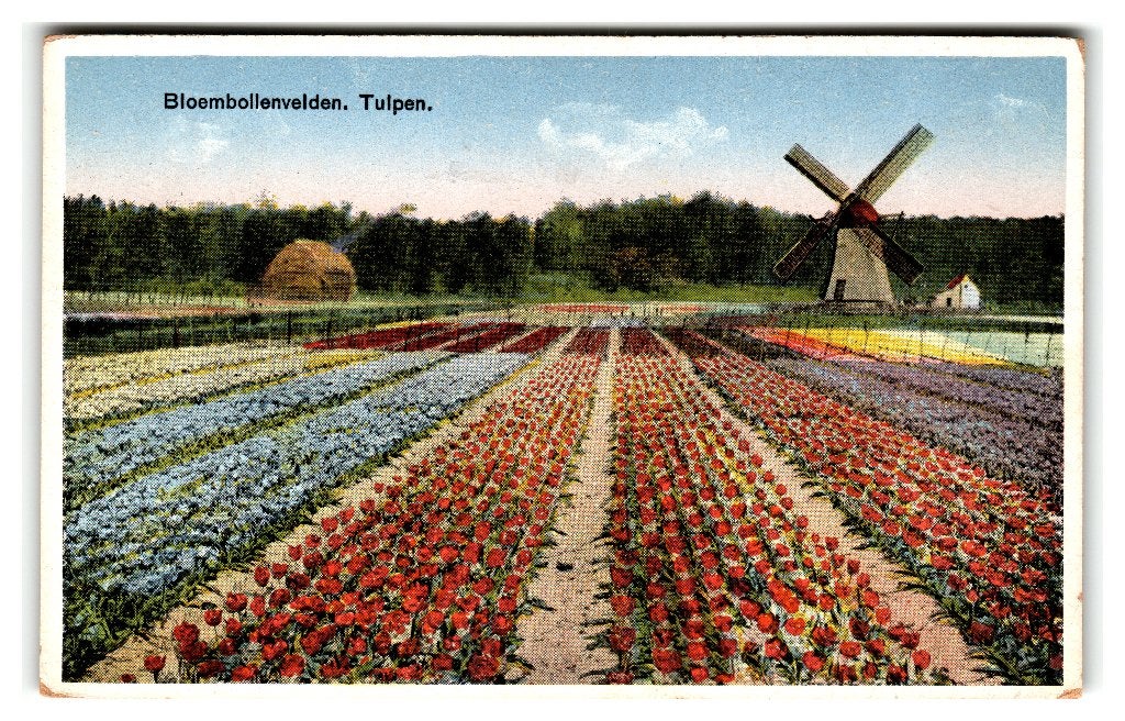 Lisse, Hillegom, Bloembollenvelden - Tulpen, Ophalen of Verzenden, 1920 tot 1940, Ongelopen, Zuid-Holland