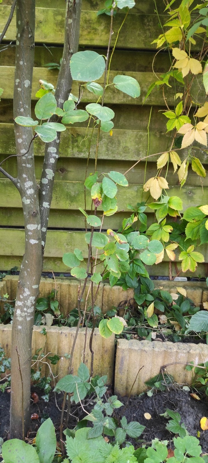 Krentenboom Amelanchier lamarckii, Ophalen of Verzenden, Lente, Overige soorten, 100 tot 250 cm
