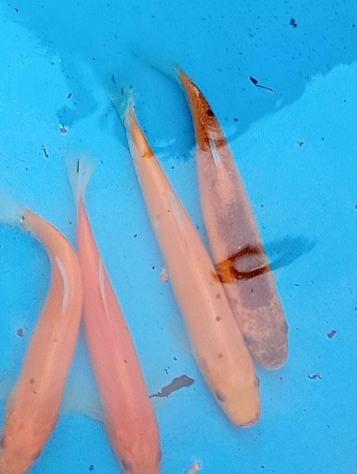 Goudzeelten ca. 18 cm De dokter van de vijver, Karper of Koi