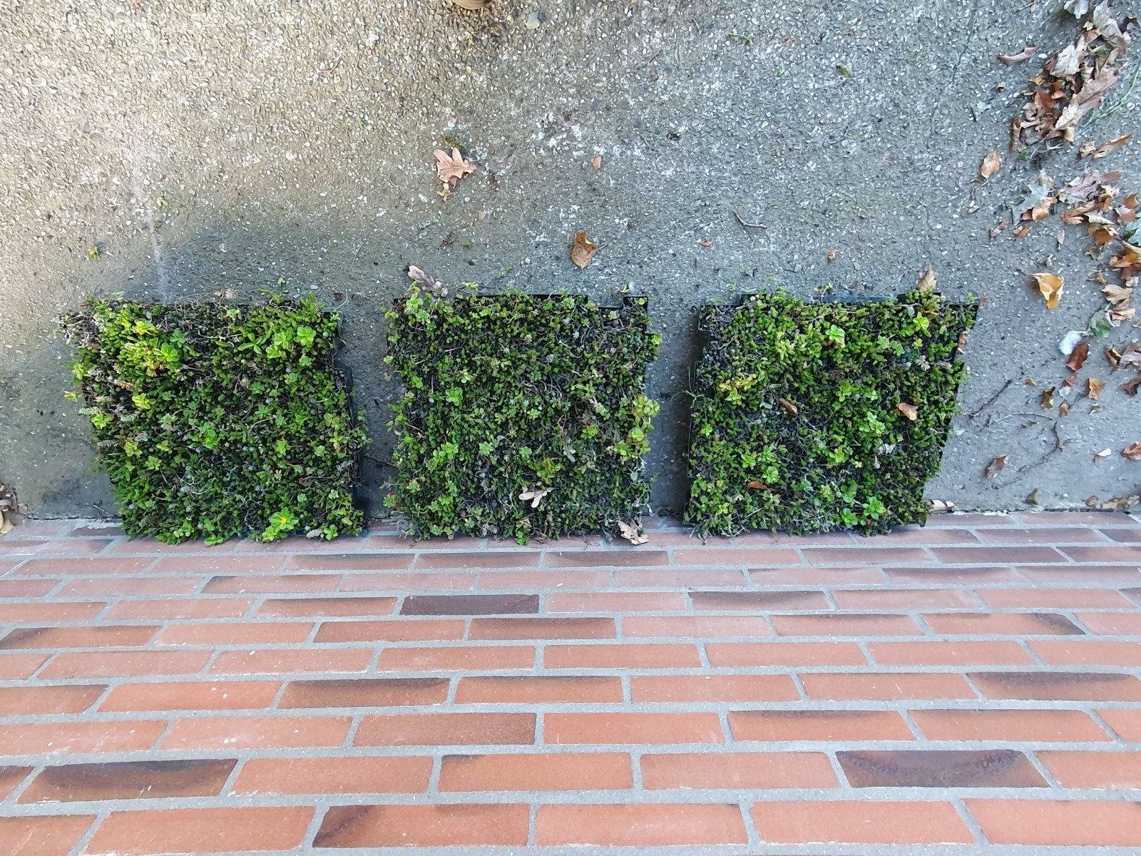 Sedum tray 49 x 49 cm (3 stuks), Ophalen, Bodembedekkers, Volle zon, Vaste plant