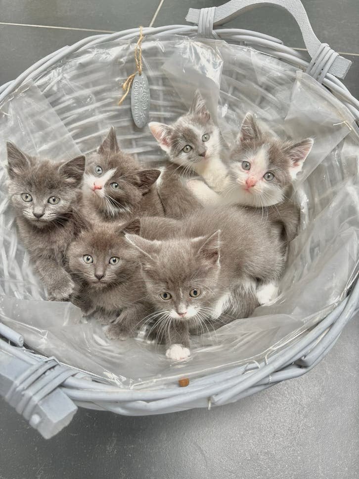 Hele mooie “blauwe” kittens te koop, Dieren en Toebehoren, Meerdere dieren, Kortharig, 0 tot 2 jaar