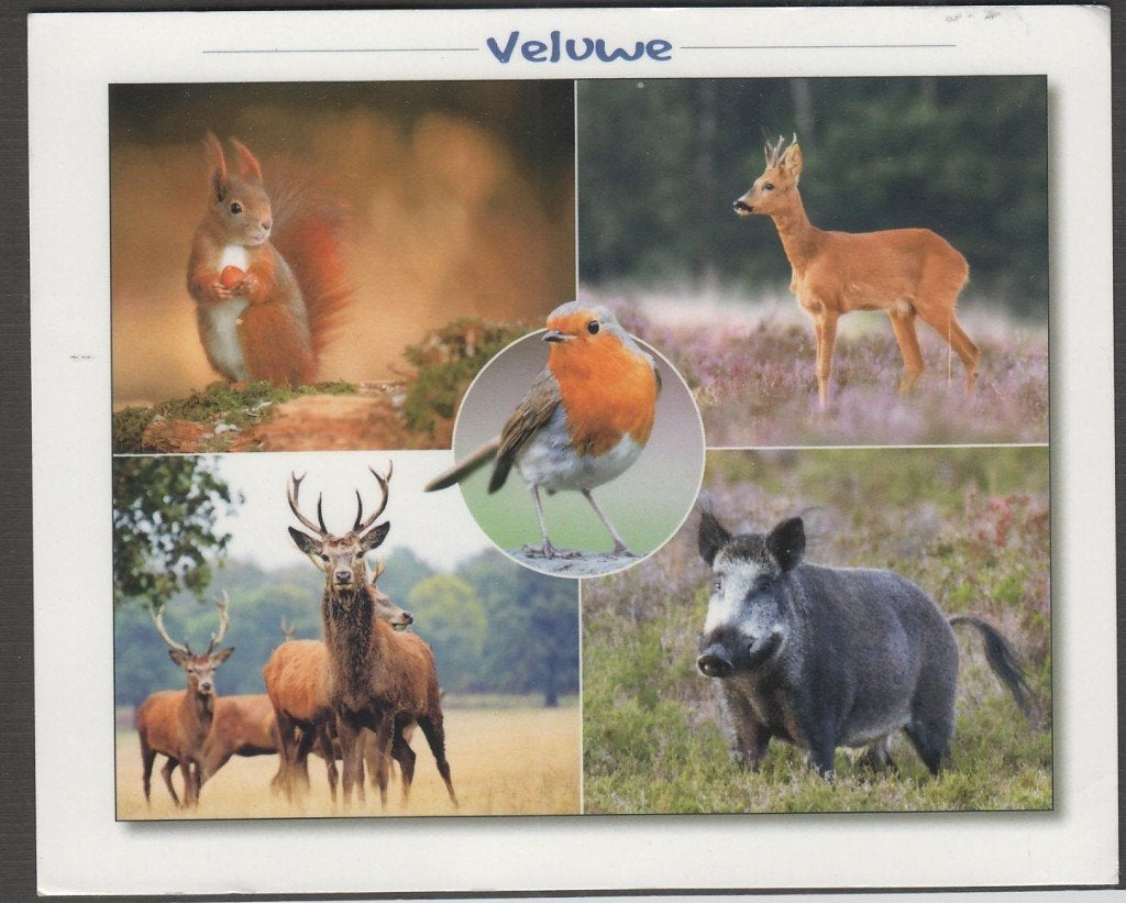Veluwe Eekhoorn Hert Roodborstje Eland Wild Zwijn Gelopen, Verzenden, 1980 tot heden, Gelopen, Gelderland