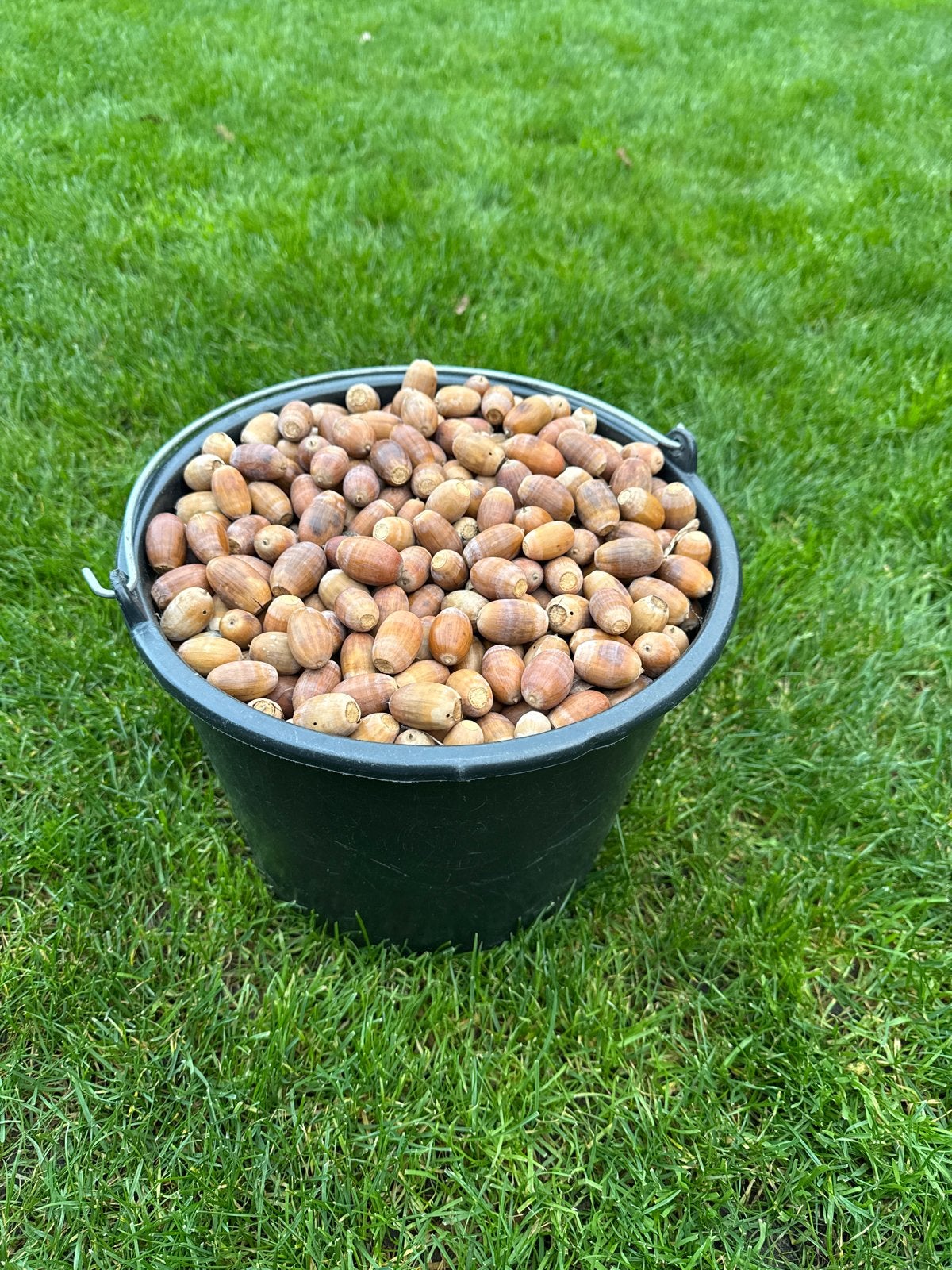 Eikels. Emmer vol, Dieren en Toebehoren, Ophalen