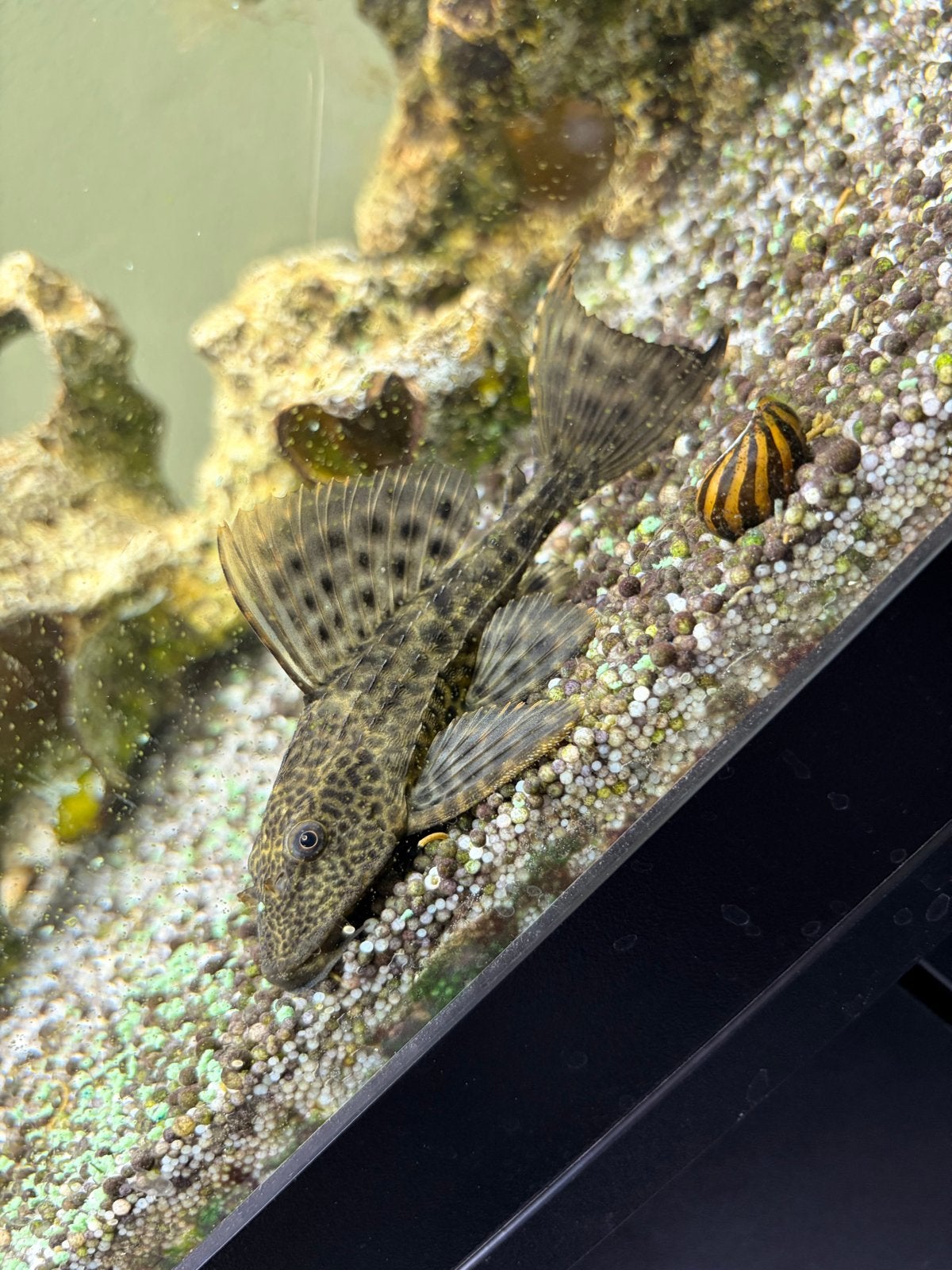 Pleco, Dieren en Toebehoren