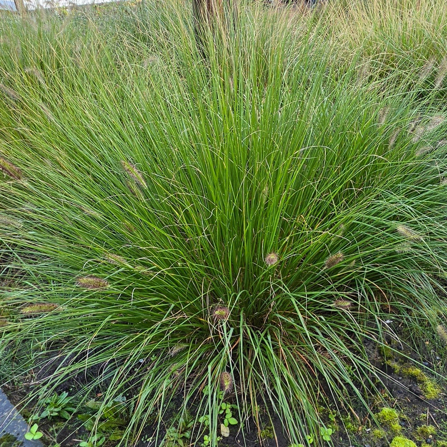 Lampepoetsersgras (Winterhard), Tuin en Terras, Ophalen, Volle zon, Vaste plant, Siergrassen