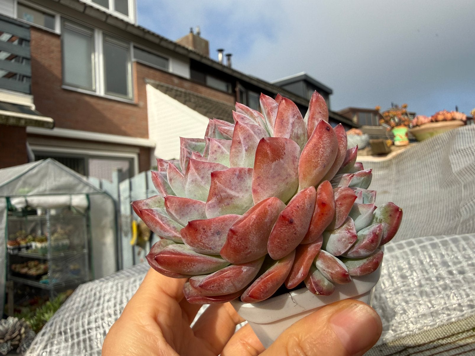 Echeveria Strawberry Almond/pot 5cm/vetplant/succulent, Huis en Inrichting, Ophalen of Verzenden, Halfschaduw, Minder dan 100 cm