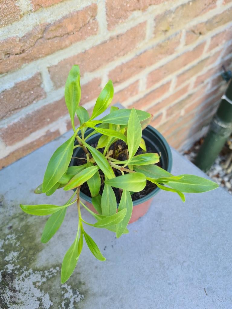 Rode Valeriaan - Sterke en kleurrijke vaste plant, Volle zon, Vaste plant, Zomer, Ophalen