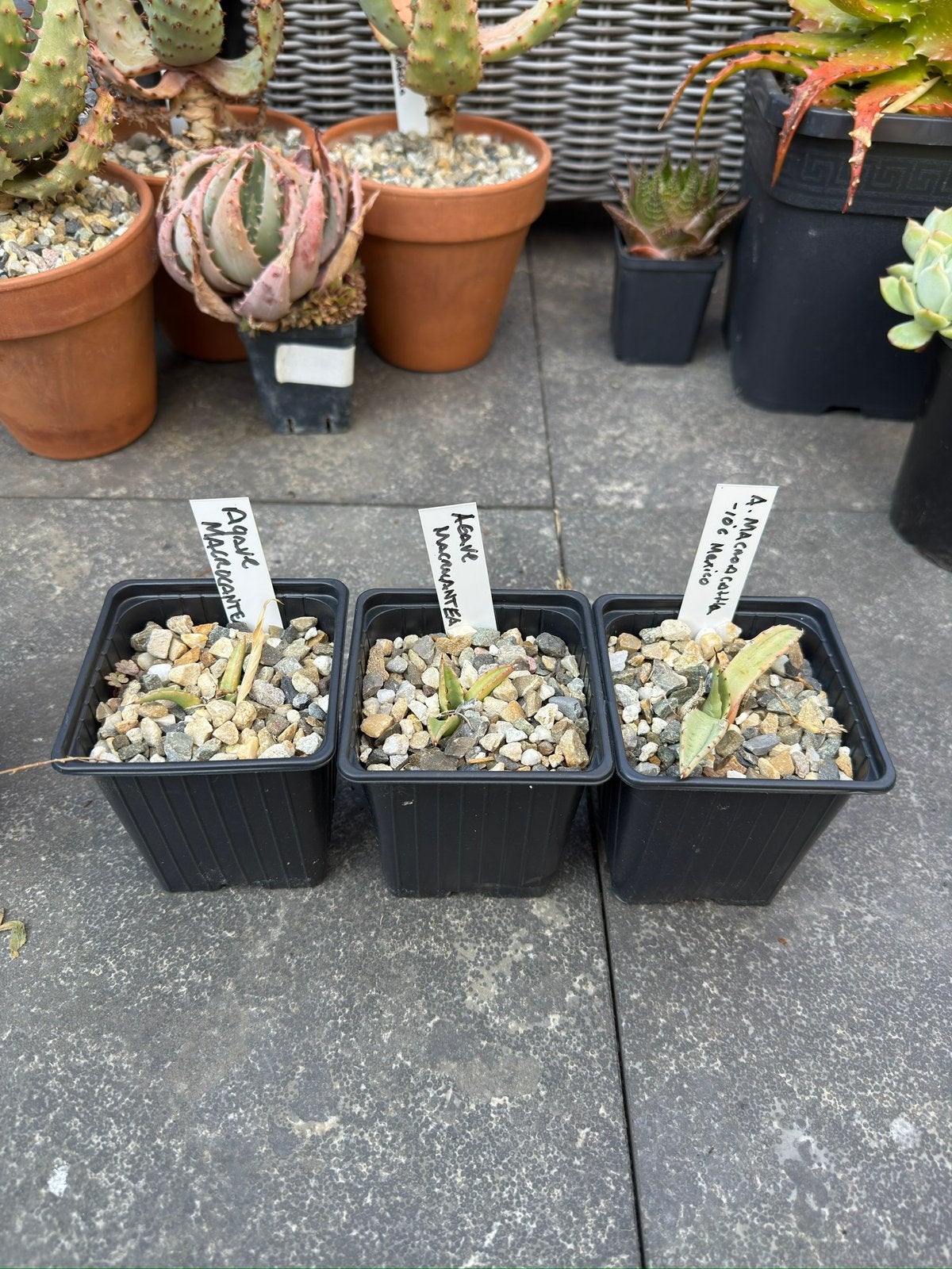 Agave macrocantha stekken (3), Ophalen of Verzenden, Bloeit niet, Overige soorten, Volle zon