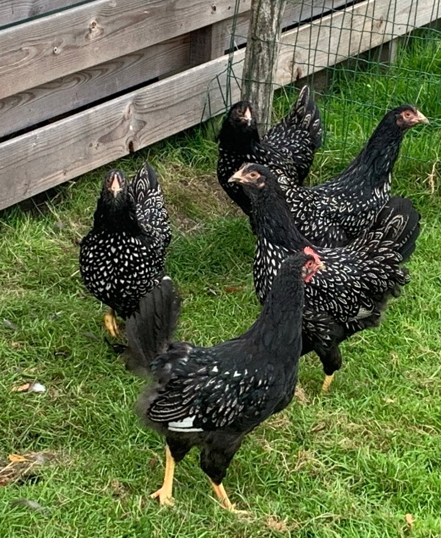 Barnevelder dubbel gezoomd zilver, Dieren en Toebehoren, Vrouwelijk, Kip