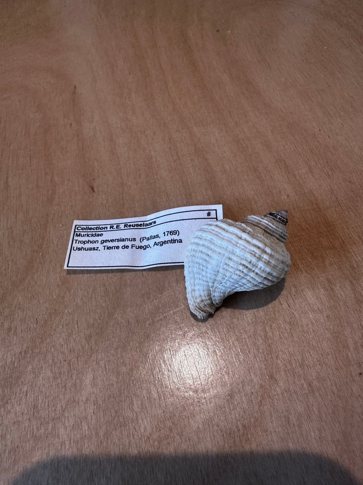 Trophon geversianus schelp, Ophalen of Verzenden, Gebruikt