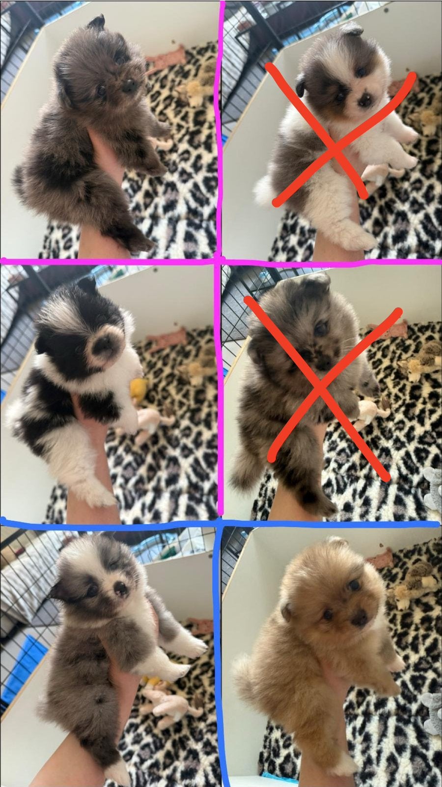 pomeranian x dwergkeeshond merle&bonte pups, Parvo, Keeshond, 8 tot 15 weken, Meerdere