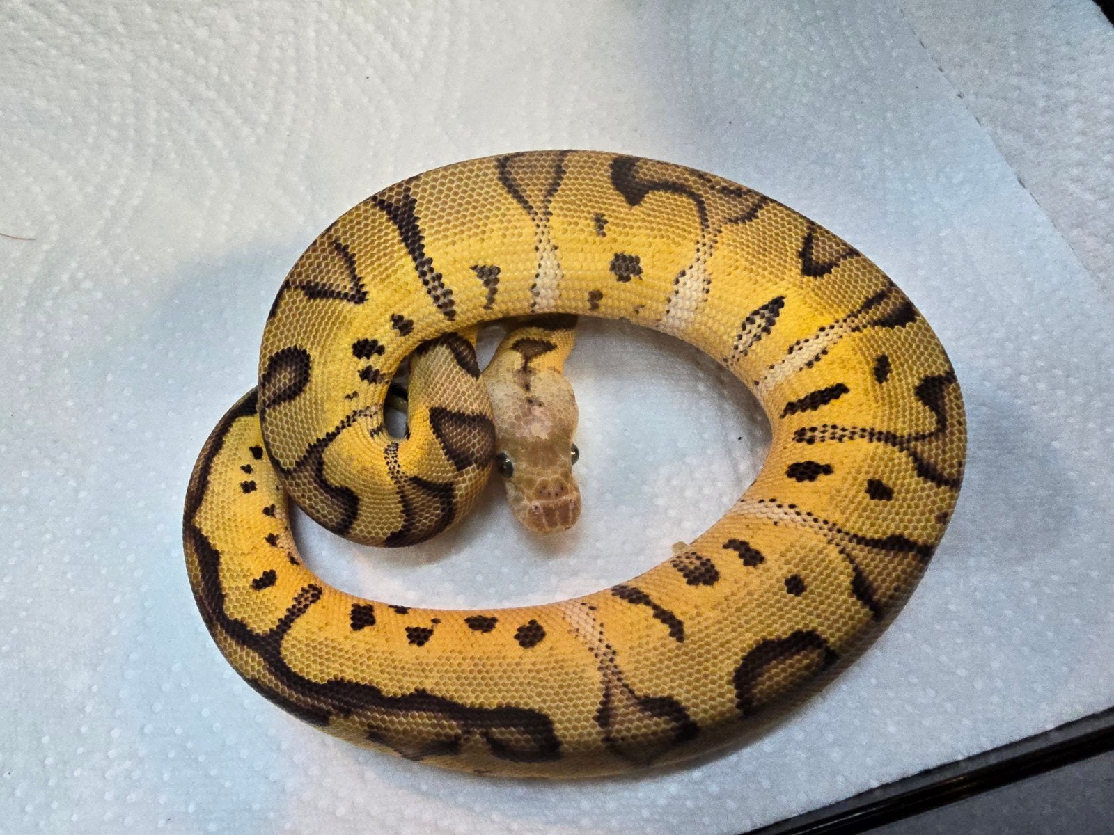 Koningspython (Python regius) – Nederlandse nakweek 2026

Op Ball Python photo 7