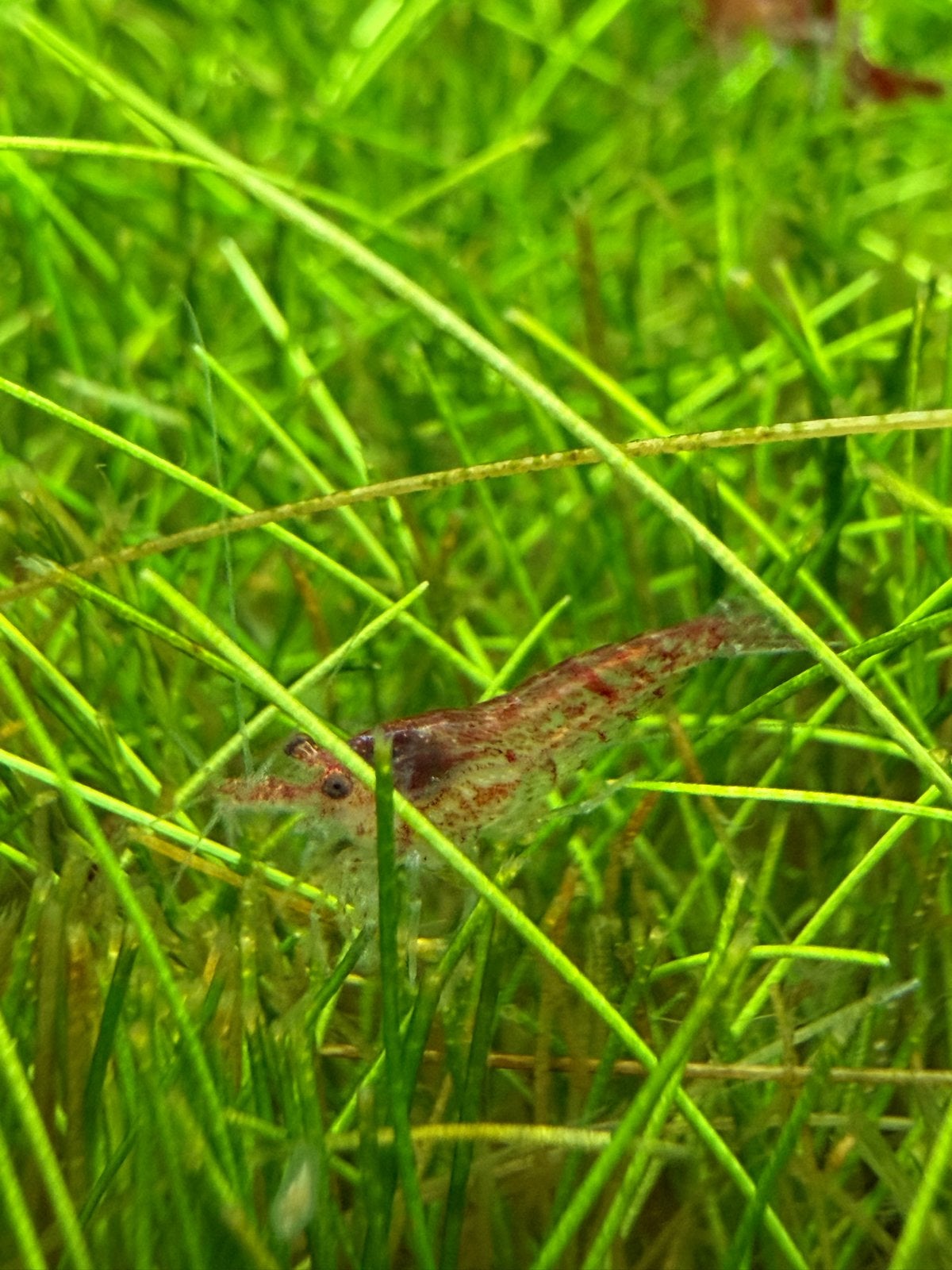 Neocaridina | Uitgeselecteerd | Cherry garnalen | Red Cherry, Dieren en Toebehoren, Vissen | Aquariumvissen, Kreeft, Krab of Garnaal