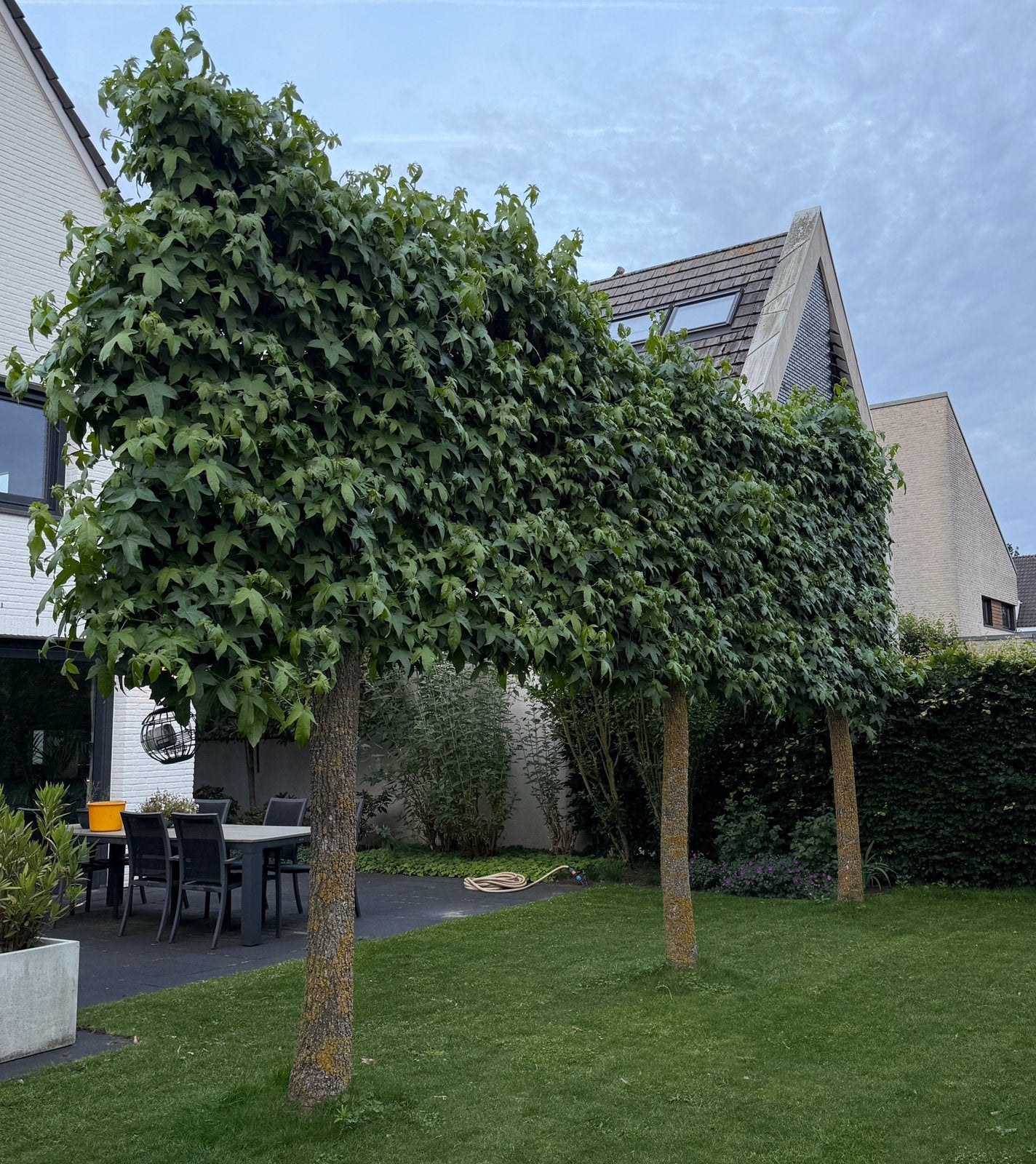 3 Lei-amberbomen, Ophalen, Halfschaduw, Leiboom, 400 cm of meer