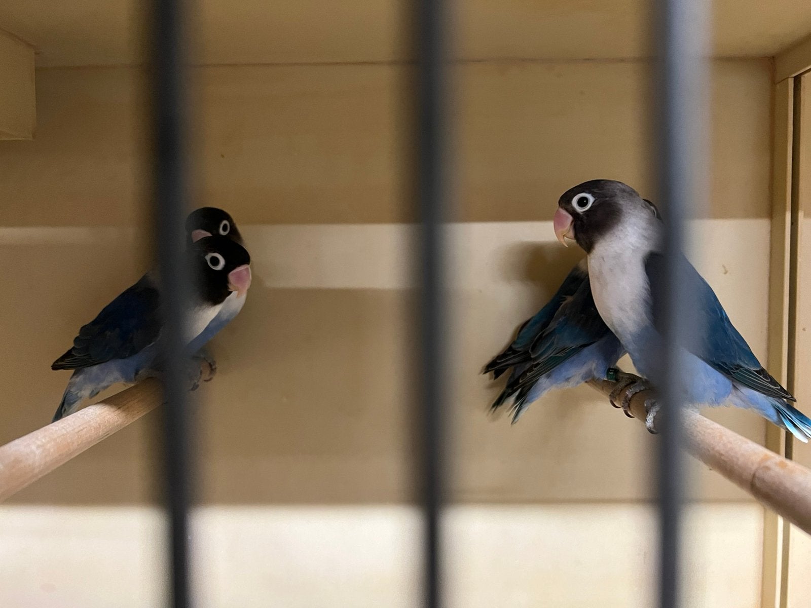 Jonge blauwe personata’s, Geslacht onbekend, Dwergpapegaai of Agapornis