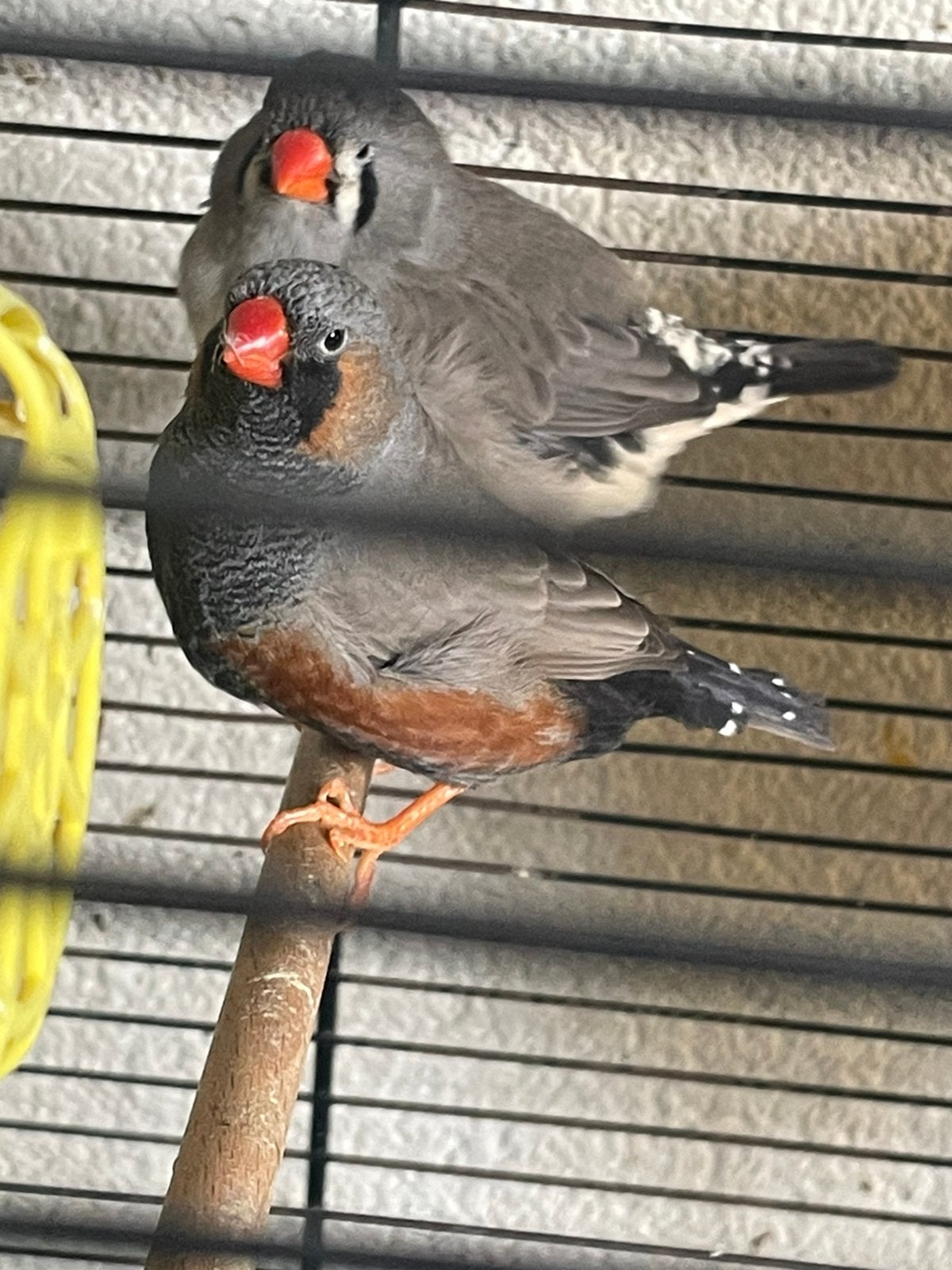 Charcoal zebravinken 2025, Dieren en Toebehoren, Vogels | Overige Vogels, Meerdere dieren