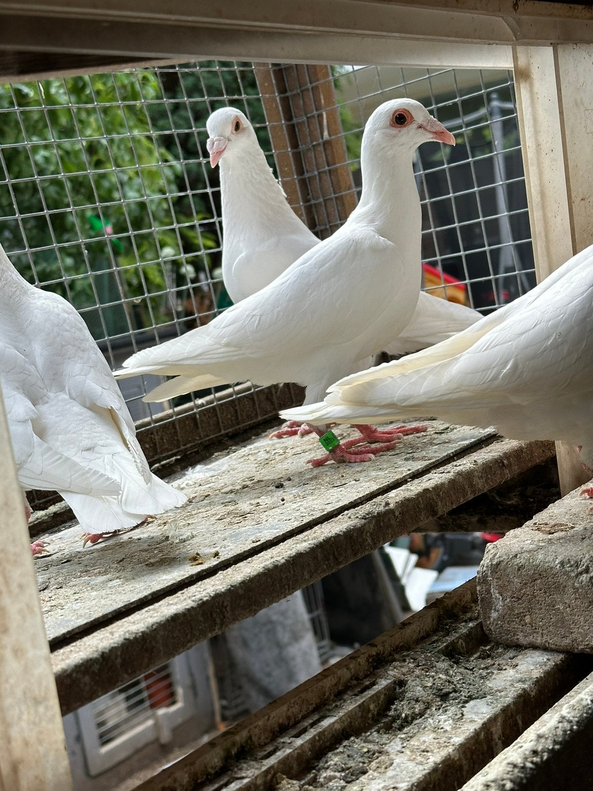 Witte post duiven, Meerdere dieren, Postduif
