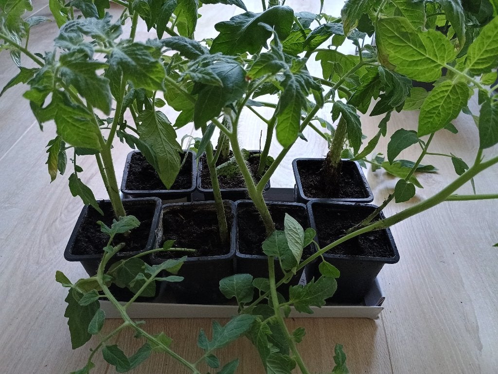 Tomaten planten, Ophalen, Volle zon, Groenteplanten, Eenjarig