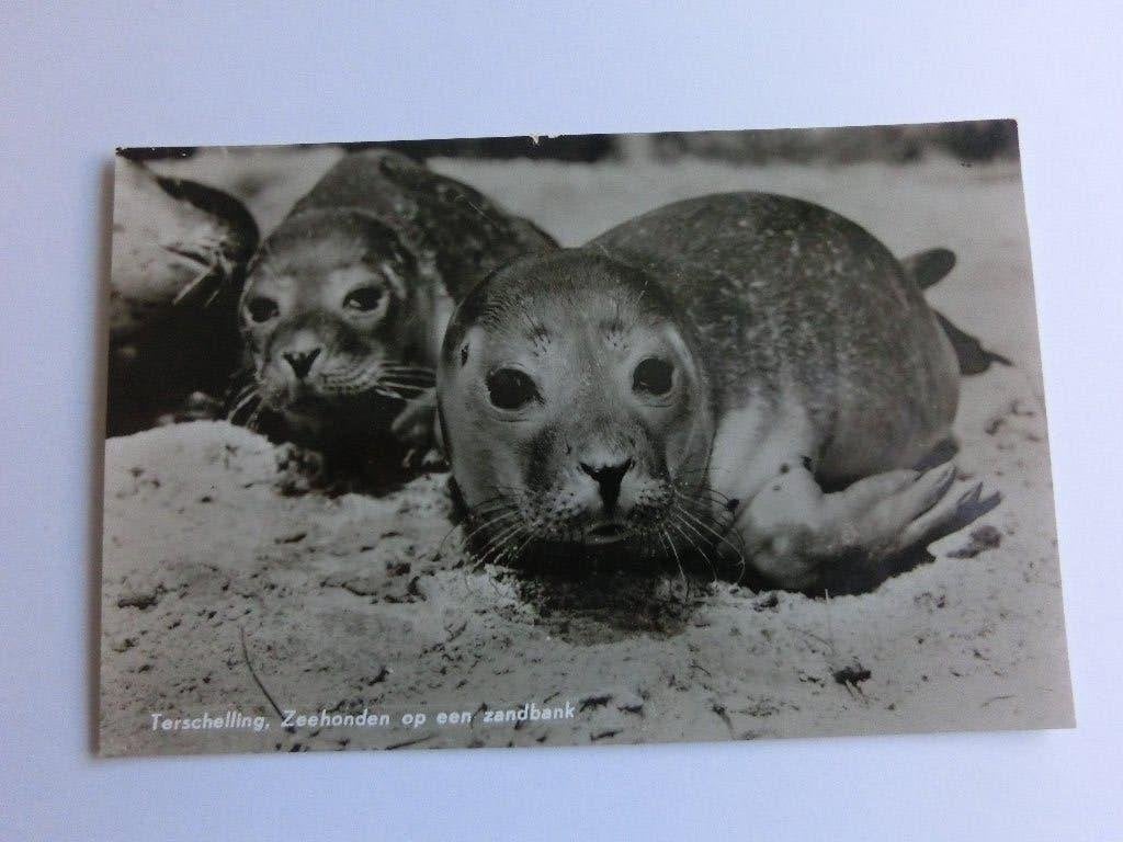 Terschelling Zeehonden, Verzenden, 1960 tot 1980, Ongelopen, Waddeneilanden